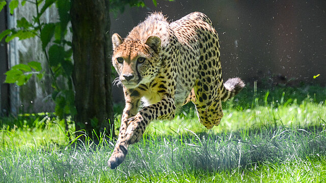 Gepard Zoo Hellbrunn